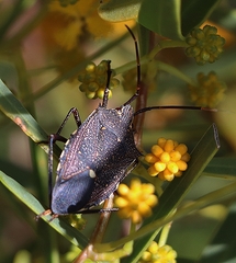 Alcaeus varicornis