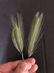 Hordeum murinum glaucum
