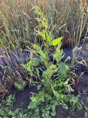 Chenopodium album