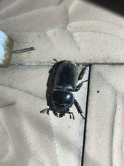 Serrognathus titanus platymelus