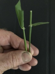 Hordeum murinum glaucum