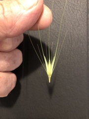 Hordeum murinum glaucum