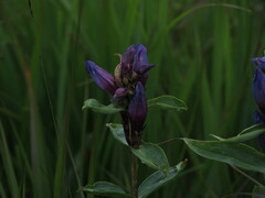 Gentiana triflora