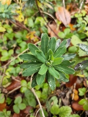 Euphorbia amygdaloides