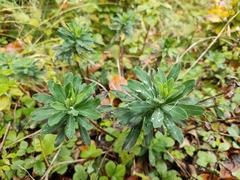 Euphorbia amygdaloides