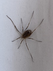 Odiellus spinosus