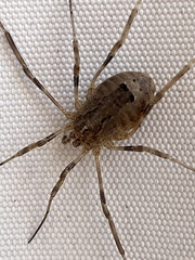 Odiellus spinosus