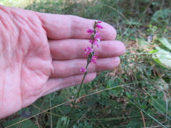 Spiranthes australis