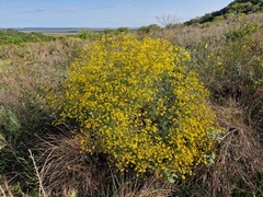 Senecio brasiliensis