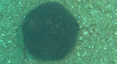 Culcita novaeguineae