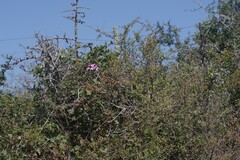 Pelargonium peltatum