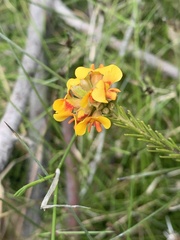 Dillwynia sericea