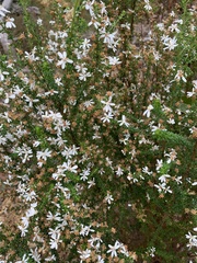 Olearia microphylla
