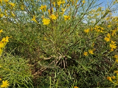 Senecio brasiliensis