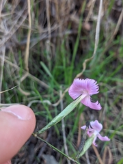 Dianthus lusitanus