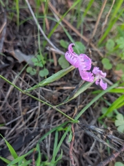 Dianthus lusitanus