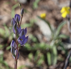 Thelymitra alcockiae