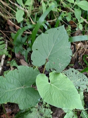 Piper auritum