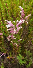 Erica perspicua