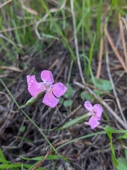 Dianthus lusitanus