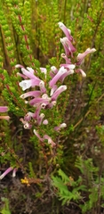 Erica perspicua