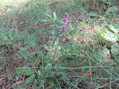 Spiranthes australis