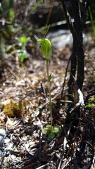 Pterostylis puberula