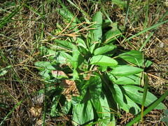 Viola gmeliniana