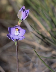 Thelymitra alcockiae