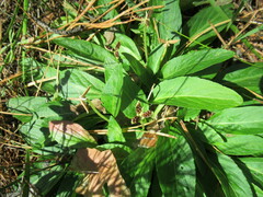 Viola gmeliniana