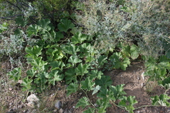 Apodanthera undulata