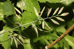 Festuca rubra