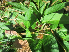 Viola gmeliniana
