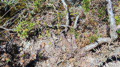 Pterostylis puberula