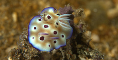 Goniobranchus leopardus