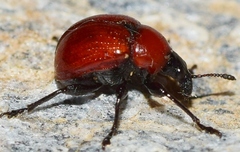 Attelabus nitens