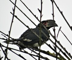 Bycanistes bucinator