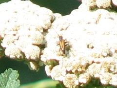 Anastrangalia dubia