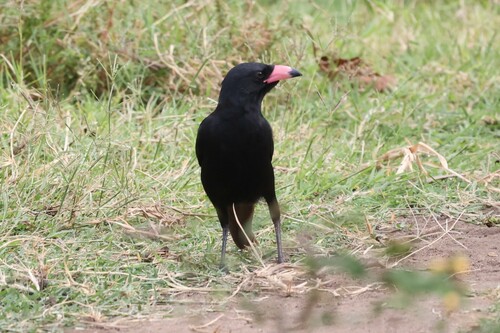 Piapiac (Ptilostomus afer), photo 10