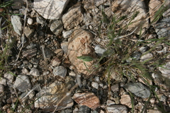 Arethaea