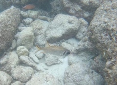 Neoniphon sammara
