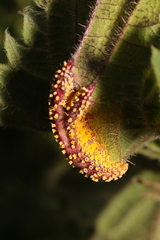 Puccinia urticata