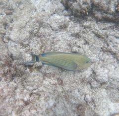 Acanthurus lineatus