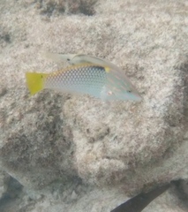 Halichoeres hortulanus