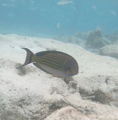 Acanthurus lineatus