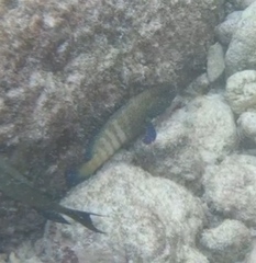 Cephalopholis argus