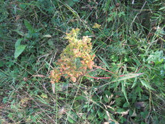 Patrinia rupestris