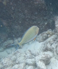 Acanthurus lineatus