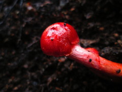 Cortinarius teresae