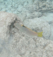 Halichoeres hortulanus